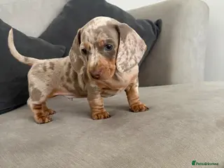 Dachshund dogs Dapple/lilac sausage dogs - Advert 18