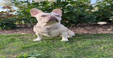 French Bulldog dogs - Advert 6