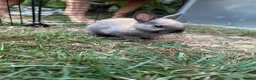Netherland Dwarf rabbits for sale: 2 male netherland dwarfs - Advert 10