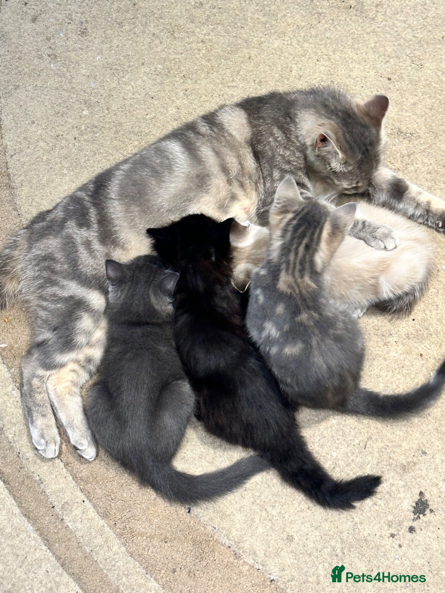 Mixed Breed cats 2 female kittens  - Advert 3
