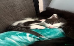 Mixed Breed cats for sale: Mixed breed kittens  - Image 16