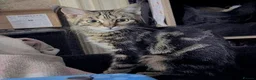 Mixed Breed cats for adoption: Nacho and Pepper - Advert 3