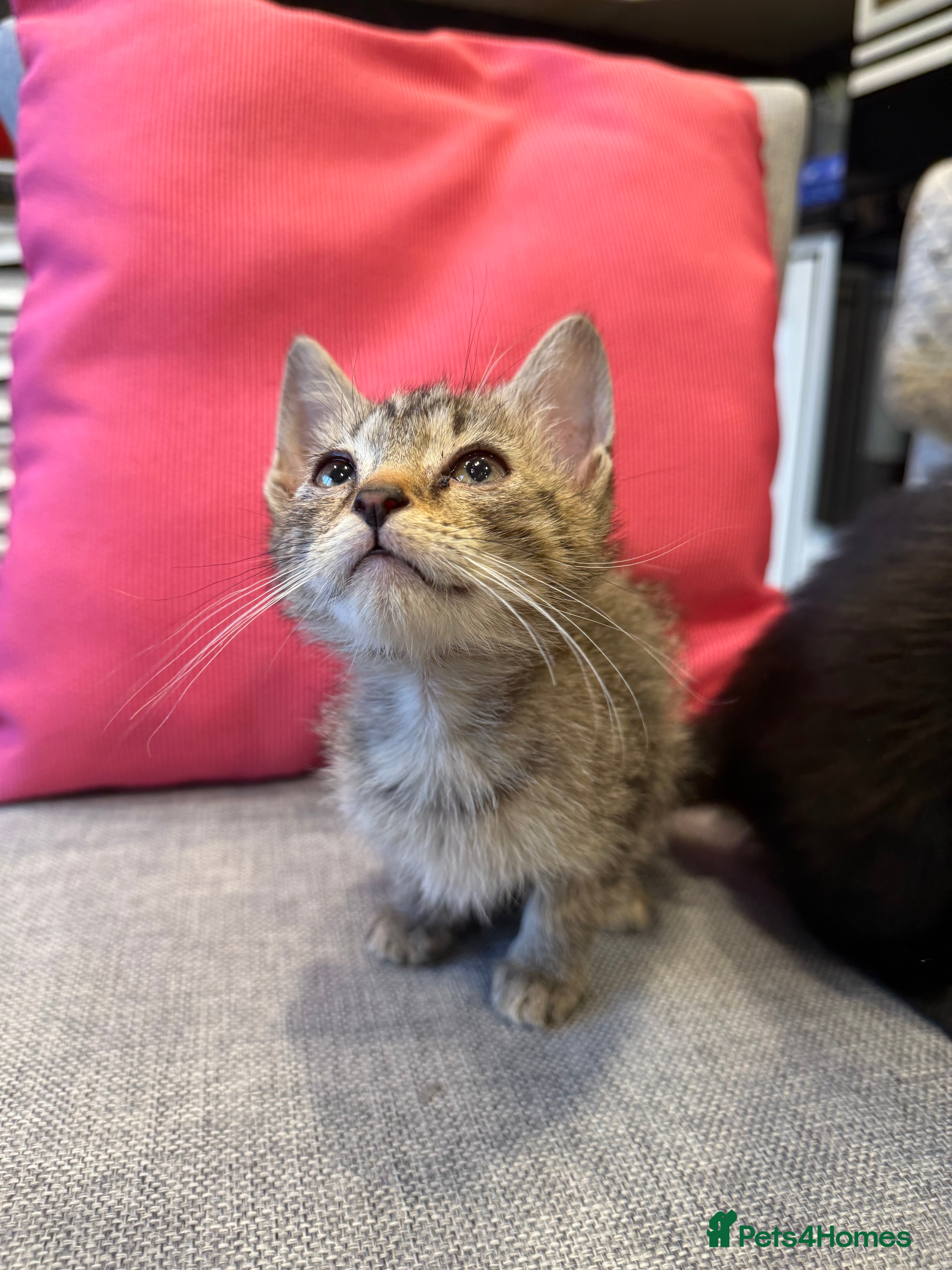 Mixed Breed cats Kittens are ready to go to new homes  - Advert 1