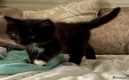 Mixed Breed cats for sale: 3 beautiful mixed breed kittens - Image 2