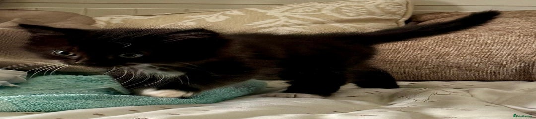 Mixed Breed Kitten 2
