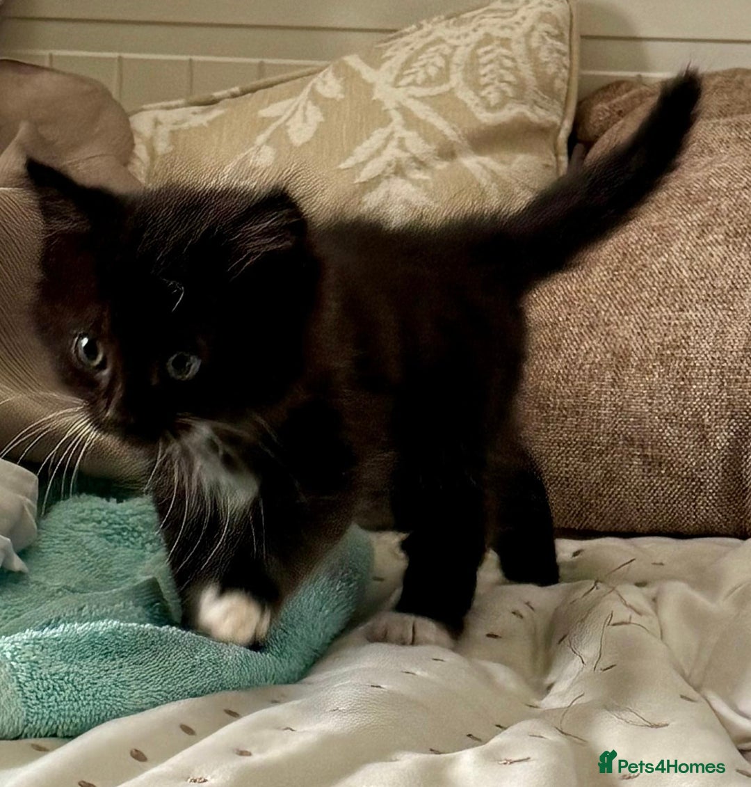 Mixed Breed cats for sale: 3 beautiful mixed breed kittens - Image 2