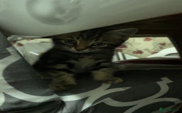 Domestic Shorthair cats for sale: Kittens - Image 3