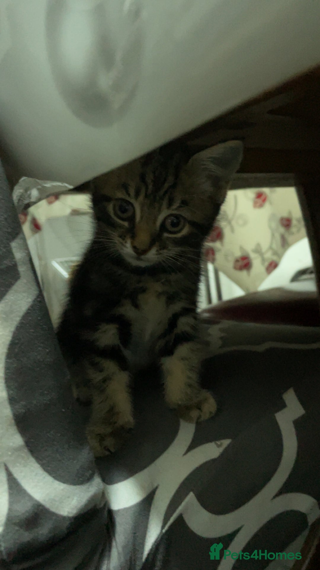 Domestic Shorthair cats for sale: Kittens - Image 3
