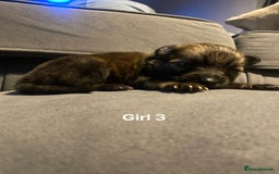 Pomeranian dogs for sale: Pomeranian pups available  - Image 20
