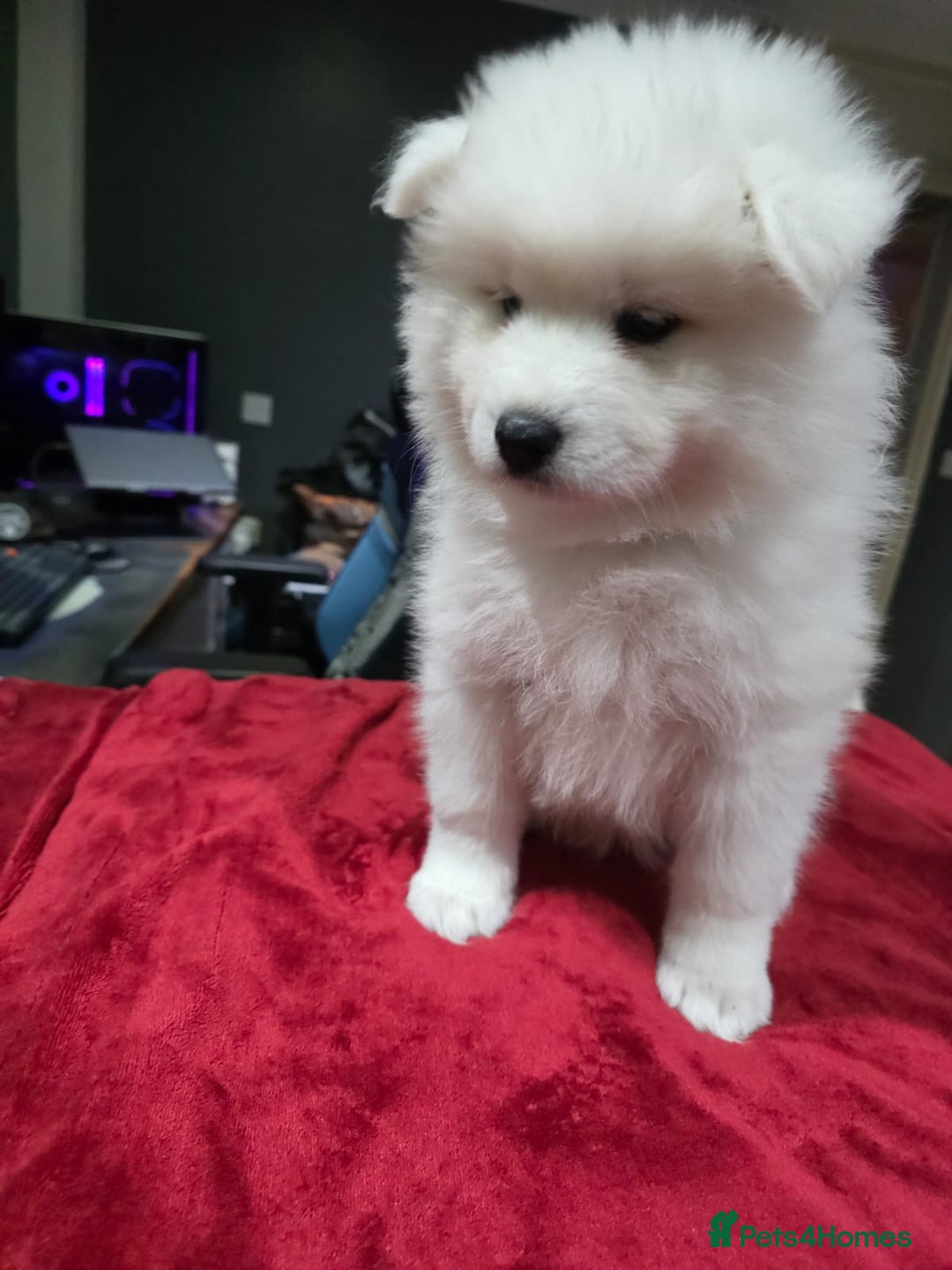 Samoyed dogs for sale: Samoyed puppies for sale  - Image 2