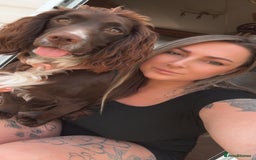 Cocker Spaniel dogs for sale: Beautiful Working Cockers Fully Health Tested  - Image 9