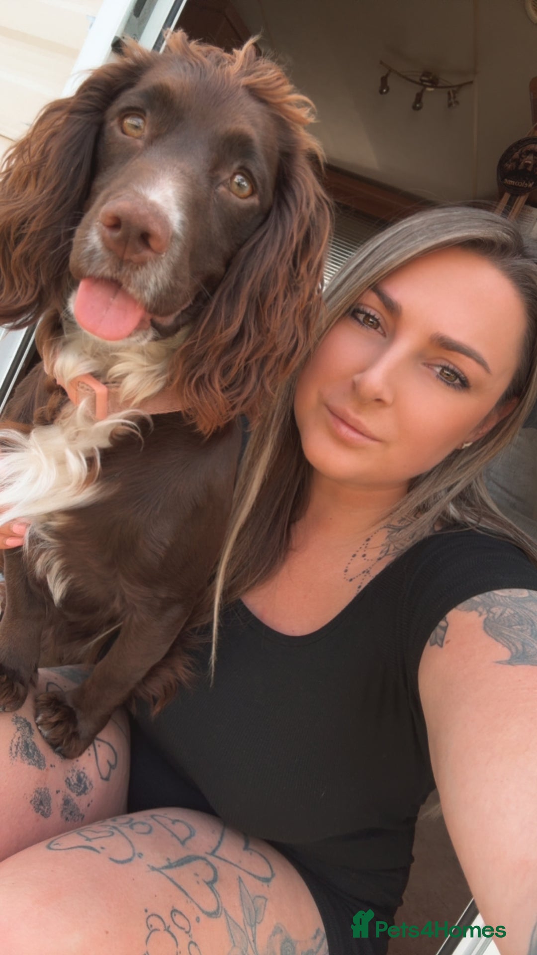 Cocker Spaniel dogs for sale: Beautiful Working Cockers Fully Health Tested  - Image 9