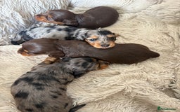 Miniature Dachshund dogs for sale: Long haired mini male dachshunds pups KC reg  - Image 20