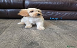 Cockapoo dogs for sale: Adorable cockapoo pups ready to go 🐶 - Image 28