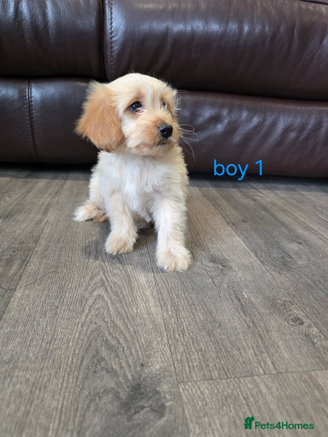 Cockapoo dogs for sale: Adorable cockapoo pups ready to go 🐶 - Image 28