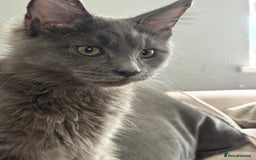 Maine Coon cats for sale: Maine Coon Kitten (Last of Litter Available Now) - Image 5
