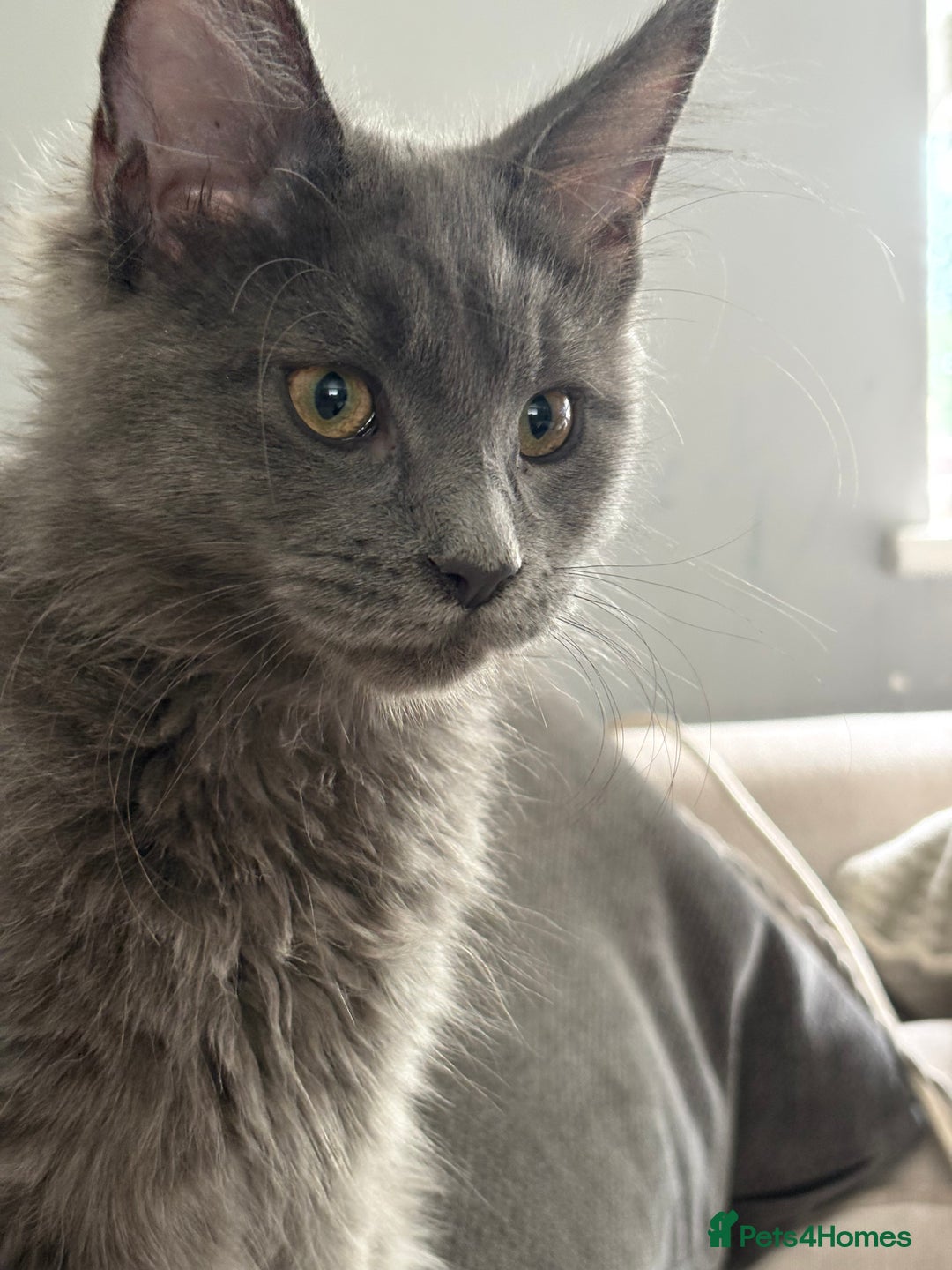 Maine Coon cats for sale: Maine Coon Kitten (Last of Litter Available Now) - Image 5