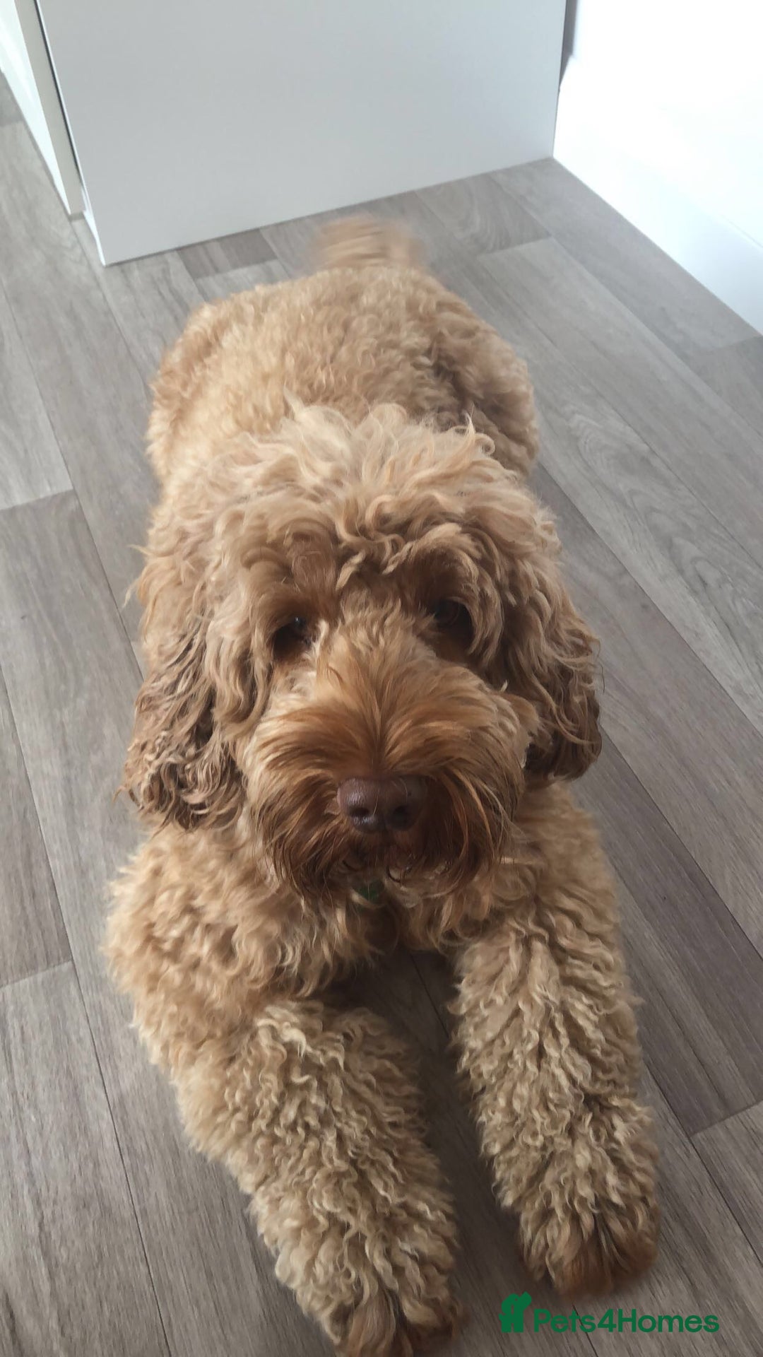 Gallery Image {{count}}