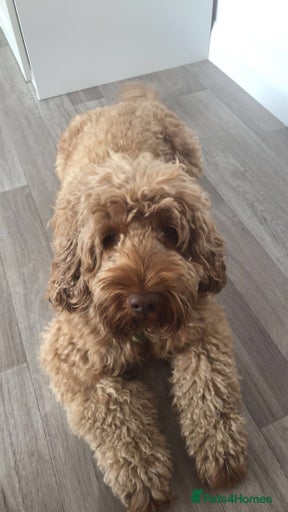 Gallery Image {{count}}