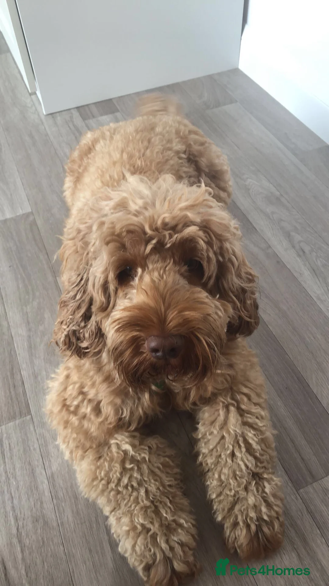 Gallery Image {{count}}