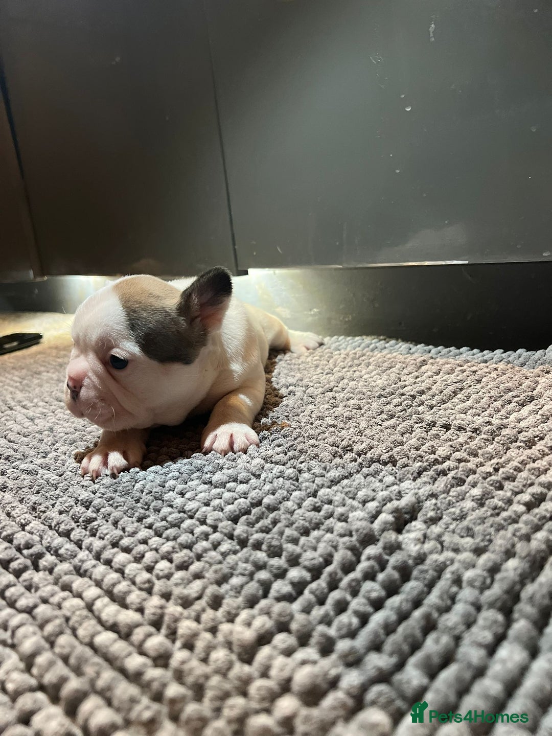 French Bulldog dogs for sale: ♥️Litter of 6 French Bulldog Puppies♥️ - Advert 28