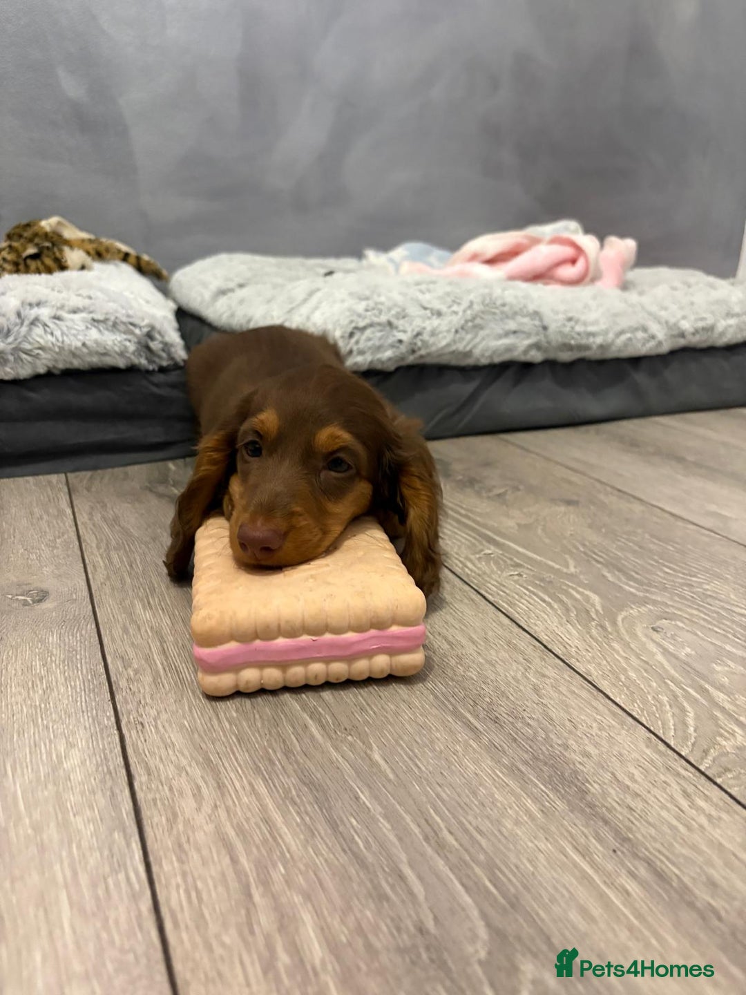 Miniature Dachshund dogs for sale: PRICE REDUCED Cute long hair chocolate dachshunds  - Advert 40