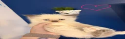 Ragdoll cats for sale: Beautiful kittens ready now  - Advert 6