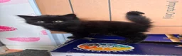 Mixed Breed cats for sale: Kittens long haired half ragdoll  - Advert 4