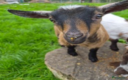 Goats livestock for sale: Disbudded twin pygmy goats, nanny & wether  - Image 5