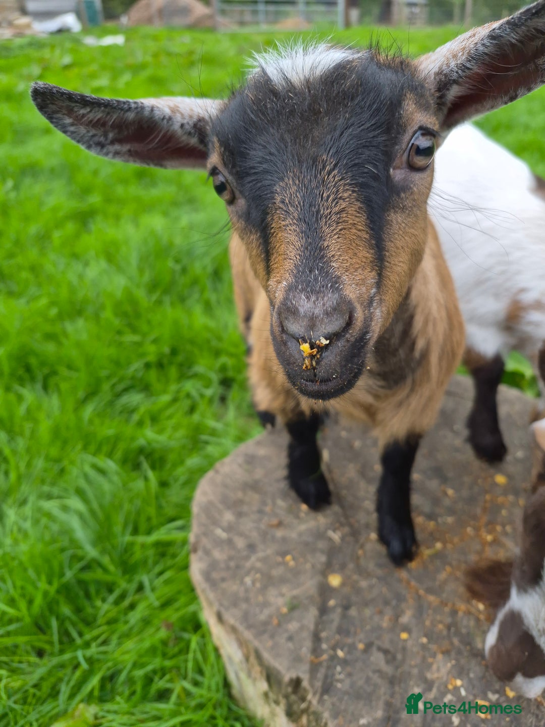 Goats livestock for sale: Disbudded twin pygmy goats, nanny & wether  - Image 5