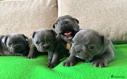 French Bulldog dogs for sale: Solid Blue French Bulldog female puppies - Image 7