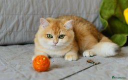 British Shorthair cats for sale: GCCFreg BSH & BLH Chocolate & Black Golden Kittens - Image 38
