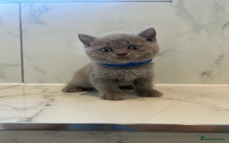 British Shorthair cats for sale: British shorthair kittens  - Image 6