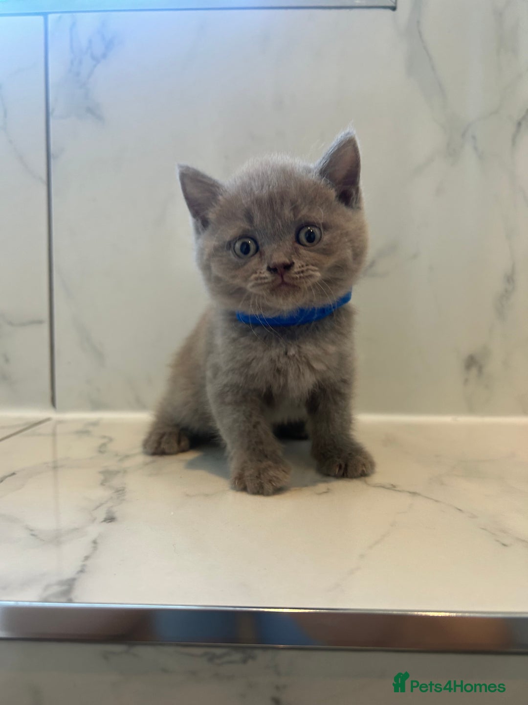 British Shorthair cats for sale: British shorthair kittens  - Image 6