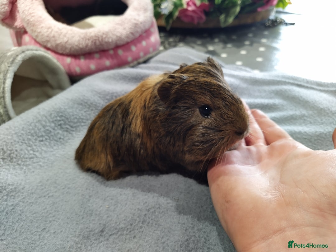 Guinea Pig rodents for sale: Five gorgeous male guinea pigs different breeds in Milnthorpe - Image 9