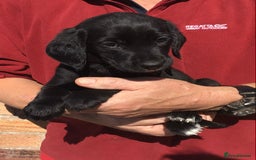 Cockerdor dogs for sale: AMAZING COCKERDOR/COCKADOR PUPPIES - Image 19