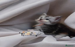 Maine Coon cats for sale: Stunning quality tica registered Mainecoon  - Image 17