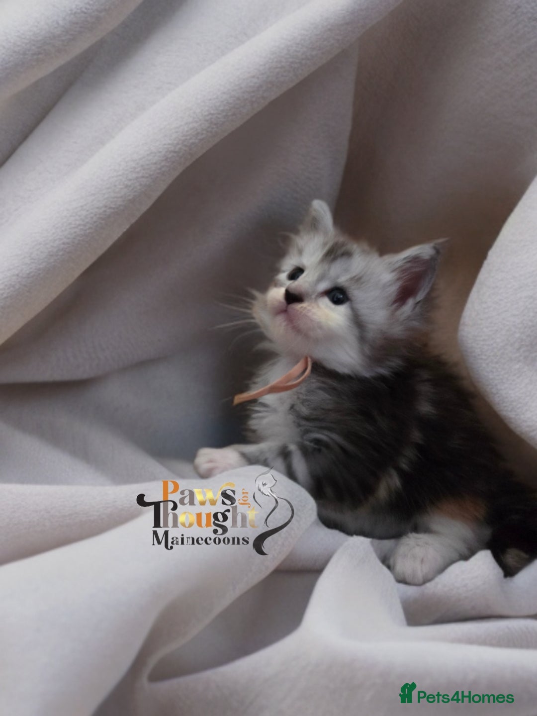 Maine Coon cats for sale: Stunning quality tica registered Mainecoon  - Image 17