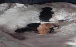 Mixed Breed cats for sale: Ragdoll X kittens - Image 2