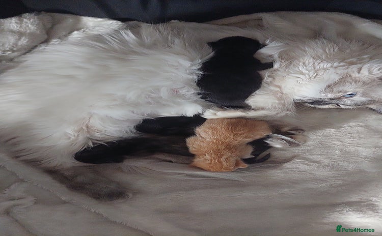 Mixed Breed cats - Advert 12