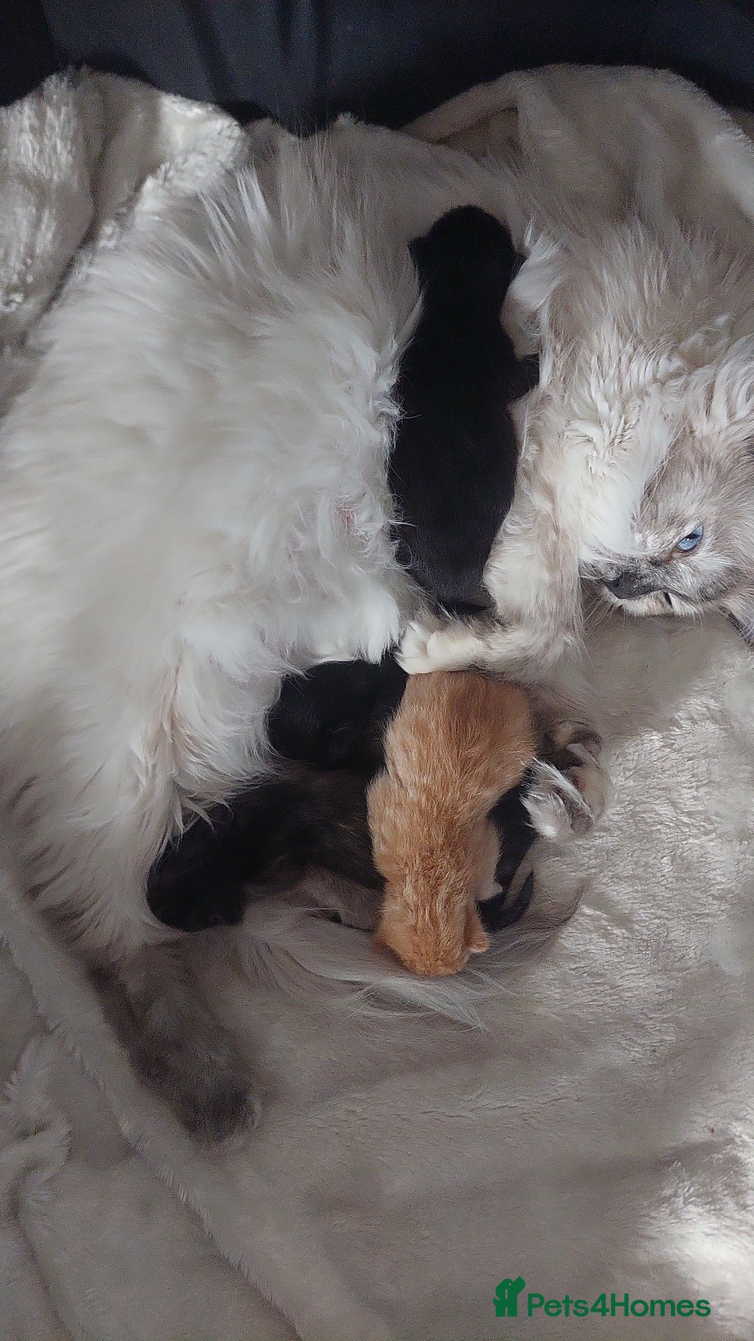 Mixed Breed cats for sale: Ragdoll X kittens - Image 2