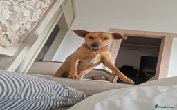 Mixed Breed dogs for adoption: Jimmy is looking for an amazing home - Image 29