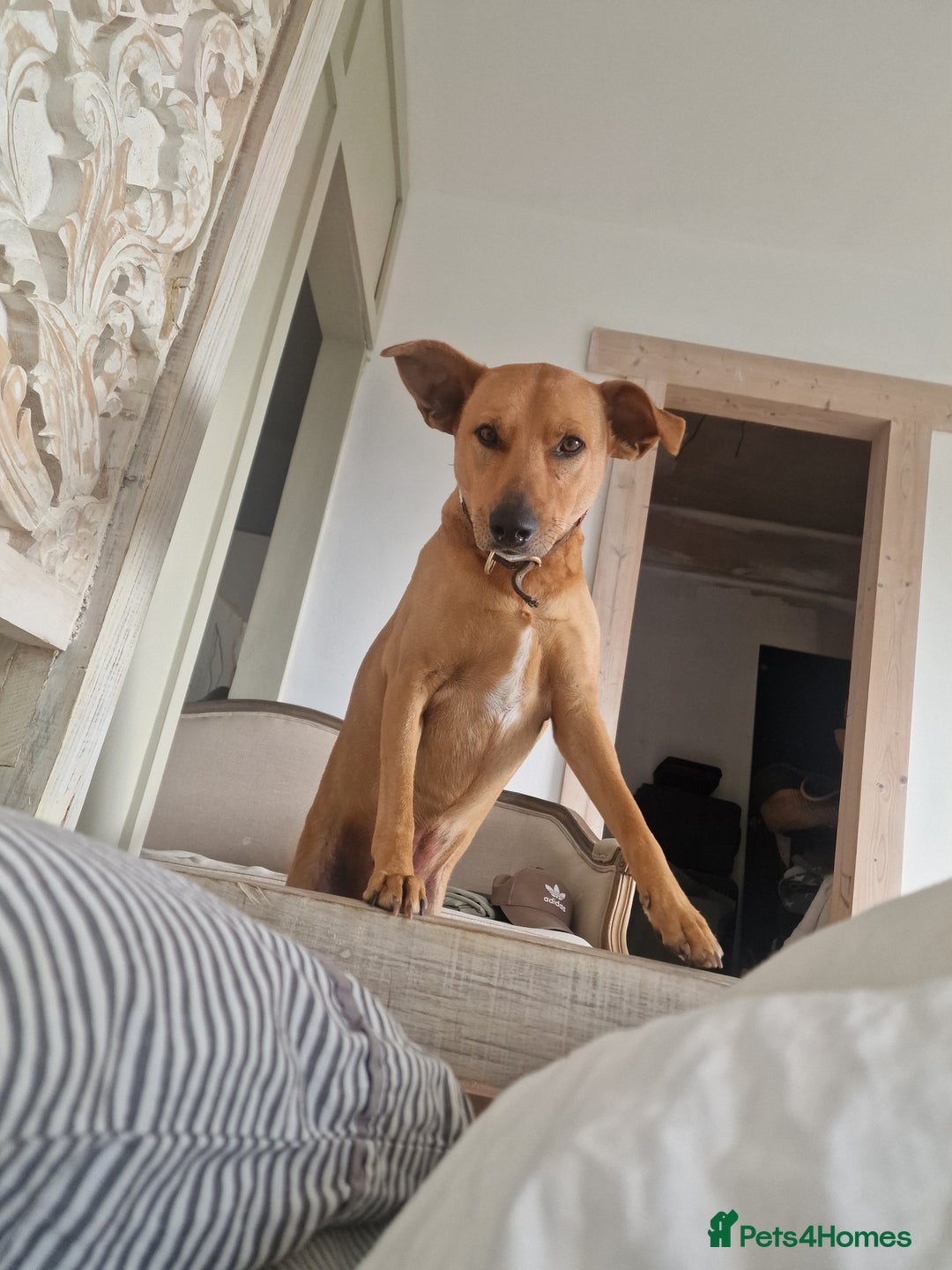 Mixed Breed dogs for adoption: Jimmy is looking for an amazing home - Image 29
