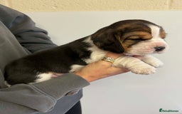 Beagle dogs for sale: Dialynne have puppies available  - Advert 9