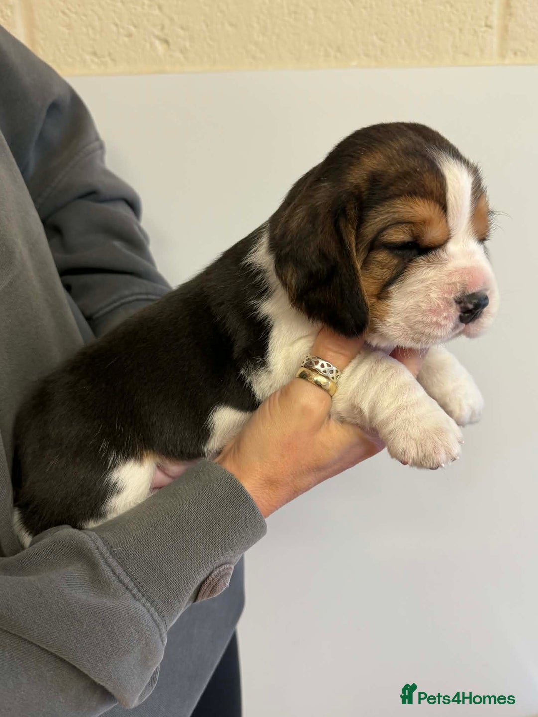 Beagle dogs for sale: Dialynne have puppies available  - Advert 9