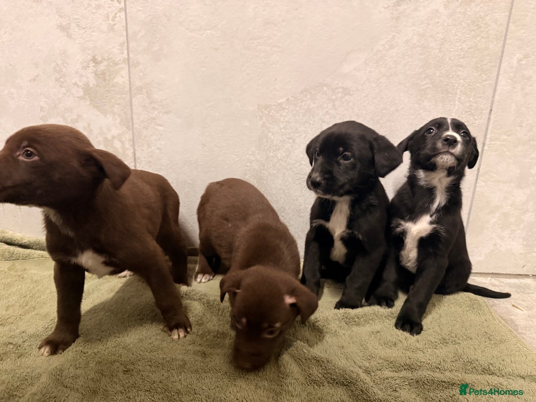 Mixed Breed dogs for sale: SURPRISE SURPRISE  - Advert 16