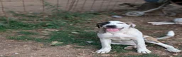 Mixed Breed dogs for adoption: Bop is looking for a family  in Brighton - Advert 3