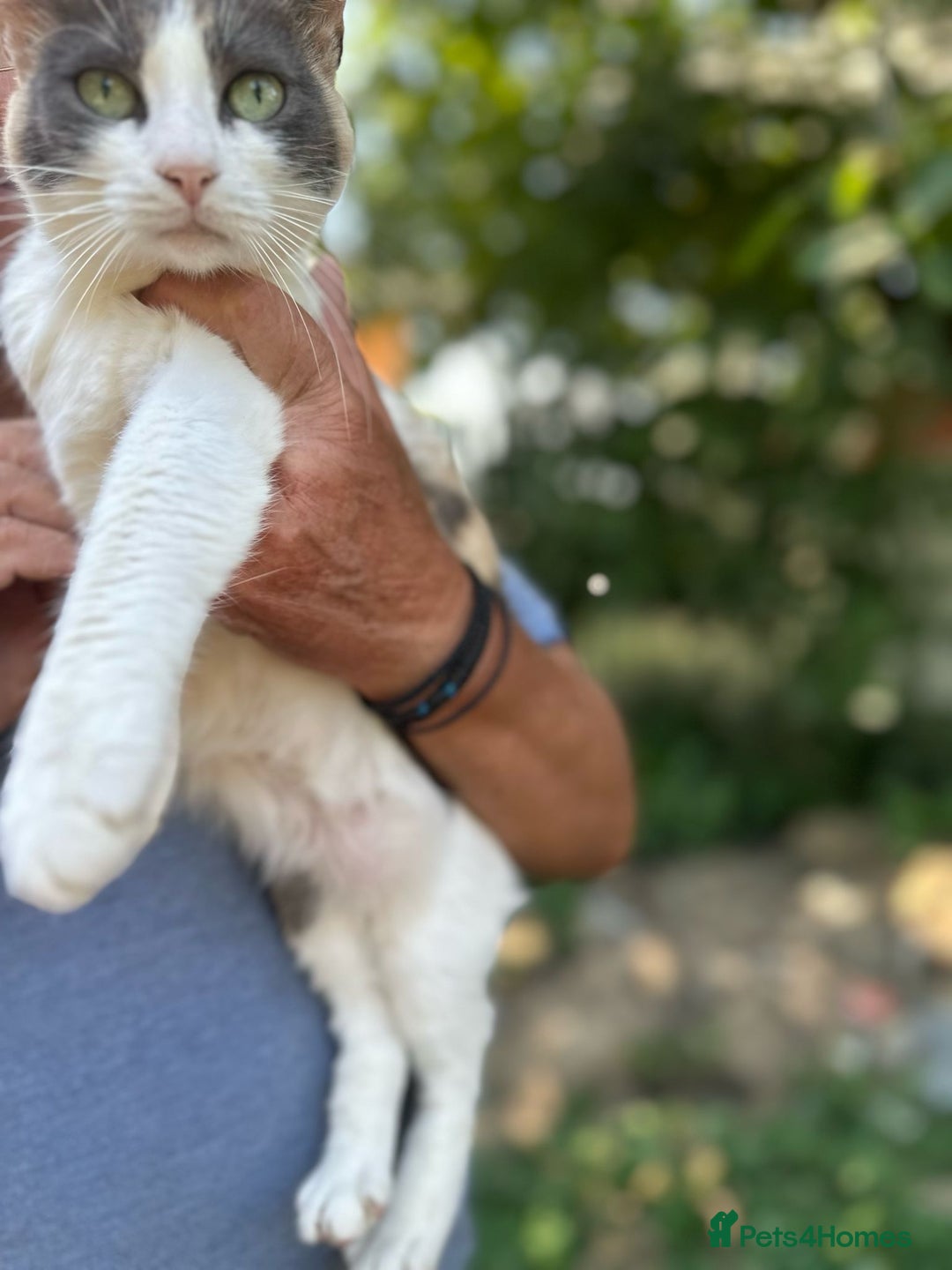 Mixed Breed cats for adoption: TRICKY - a Superb little Cat for a Loving Home - Image 7
