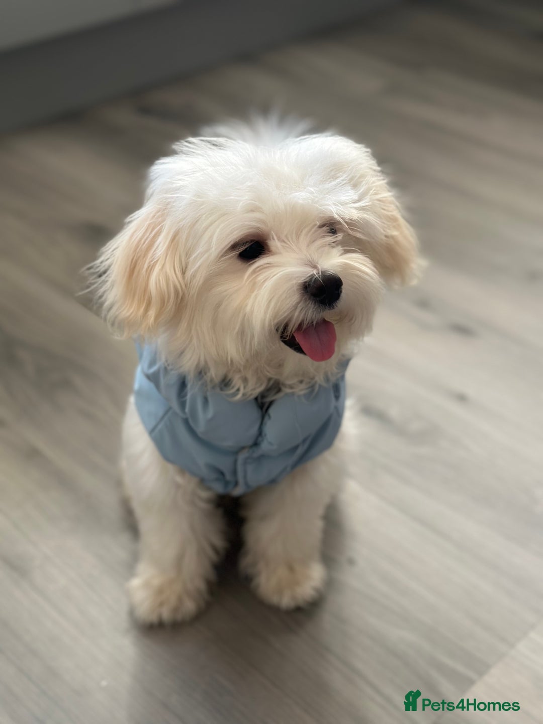 Maltipoo dogs for sale: Matipoo puppy  for rehoming - Advert 2