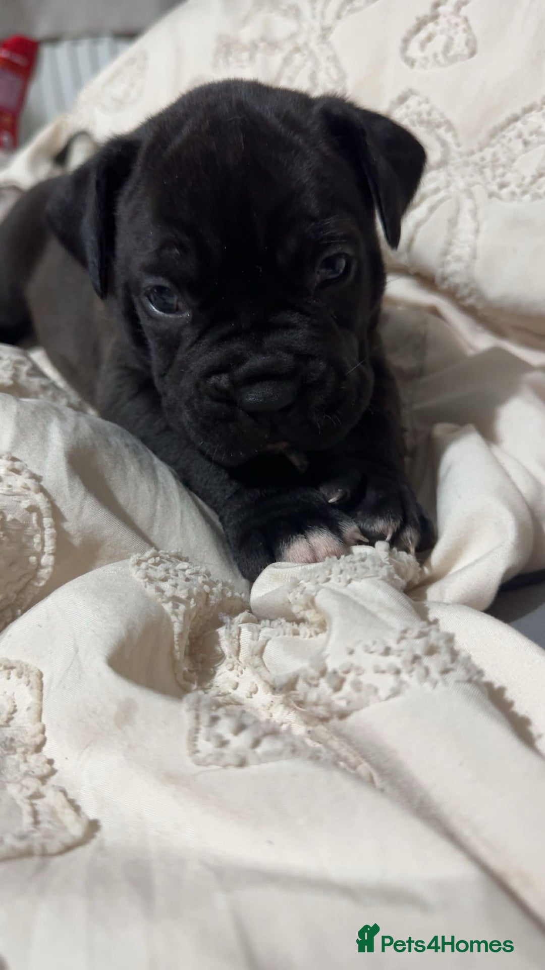 Mixed Breed dogs for sale: 2 dogue de Bordeaux x cane corso puppies - Advert 3